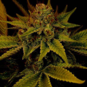 G13 Autoflower Seeds
