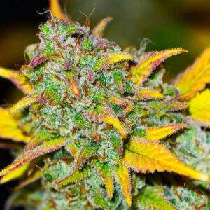 Gelato Autoflower Seeds