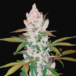 Girl Scout Cookies Autoflower Seeds