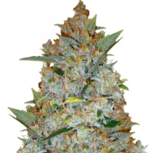 Kali Mist Feminized Seed