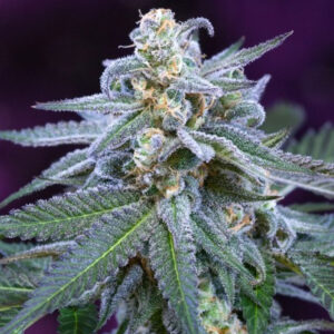 Killer Grape Weed Seeds